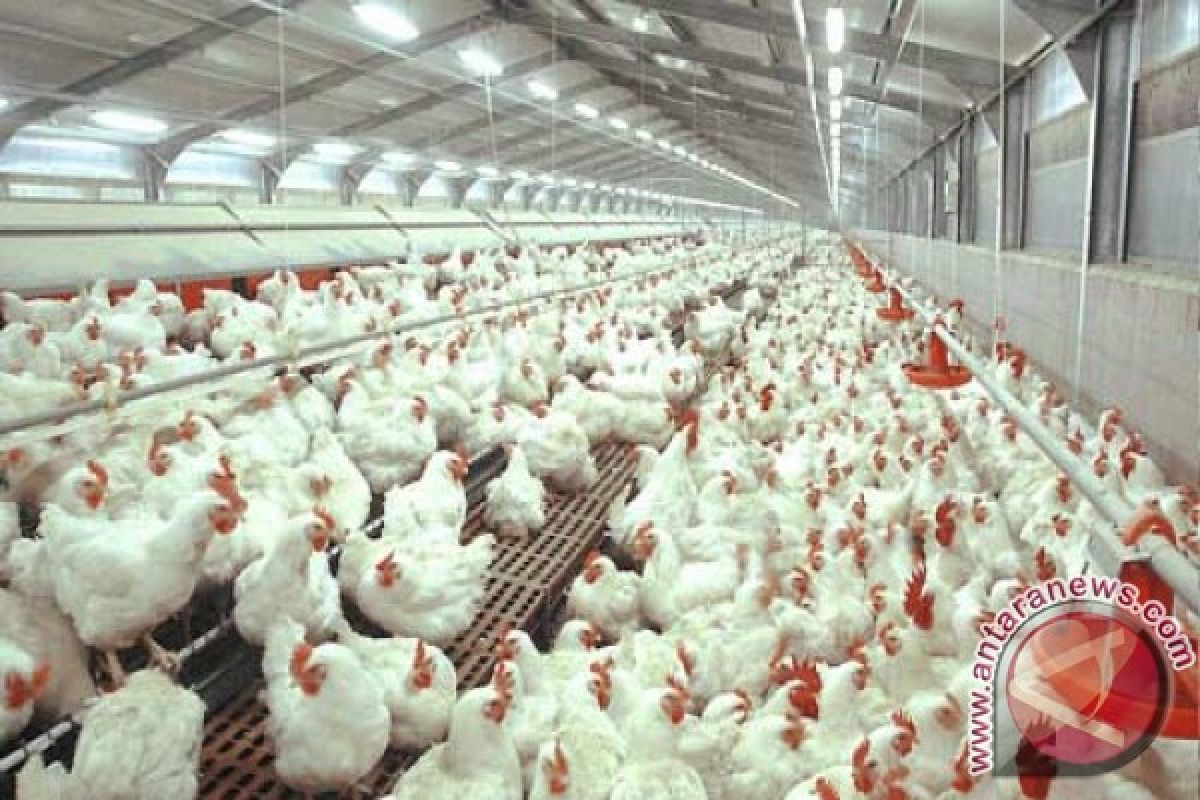 Harga Ayam Broiler mencapai Rp120.000/ekor