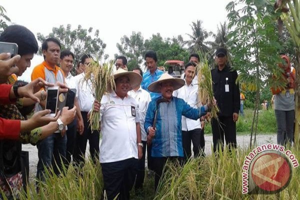 Bulog Targets Cultivating Paddy On One Million Hectares Of Land 