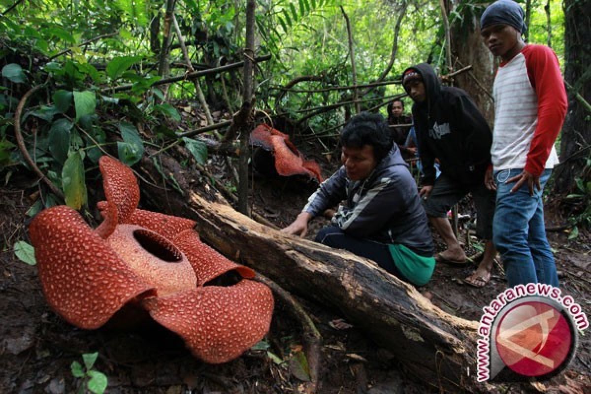 Two Rafflesia Arnoldii Flowers Bloom in Kaur Forest, Bengkulu