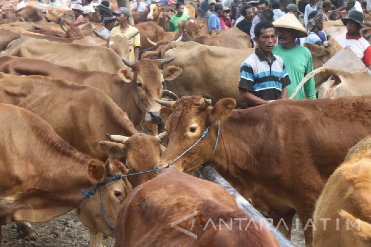 Pemkab Madiun Serius Tingatkan Jumlah Ternak Sapi