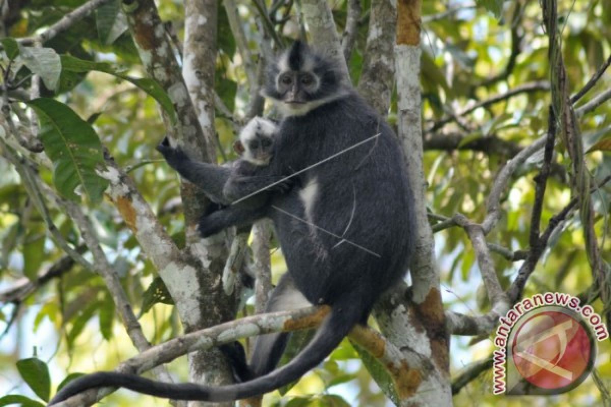 Monyet Kedih Hutan Aceh Jaya