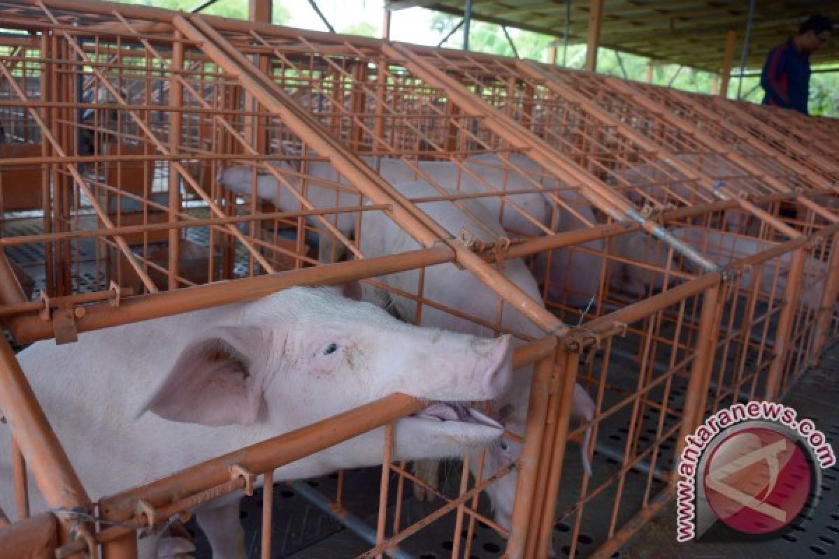 DPRD Bali: Hentikan Izin Investasi Peternak Babi