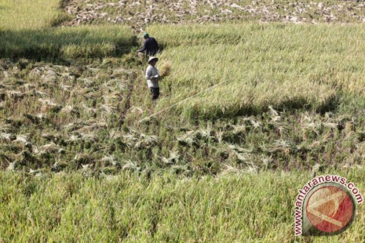 Petani Abdya apresiasi penetapan HET beras