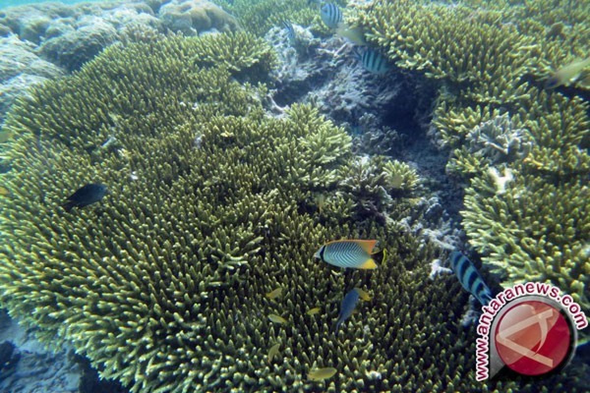 Pemerintah hitung kerugian perusakan karang Raja Ampat