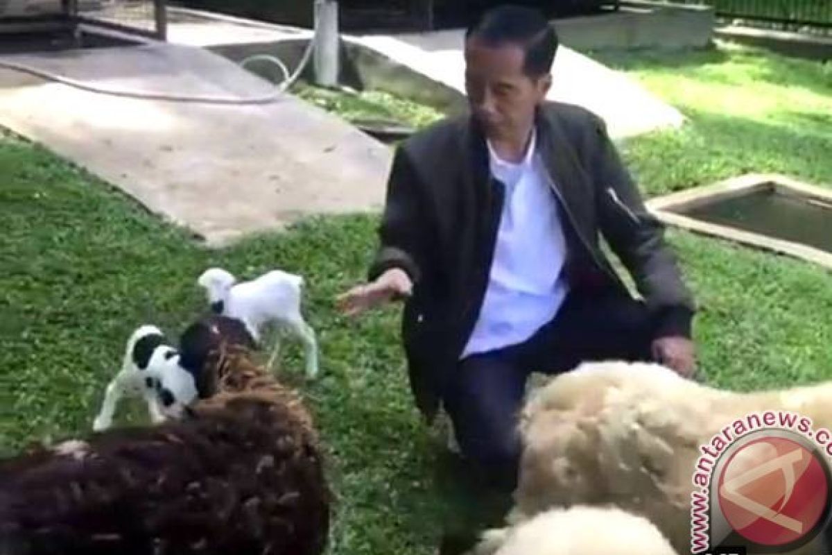 Wow! Vlog Presiden Jokowi Ceritakan Kelahiran Anak Kambing