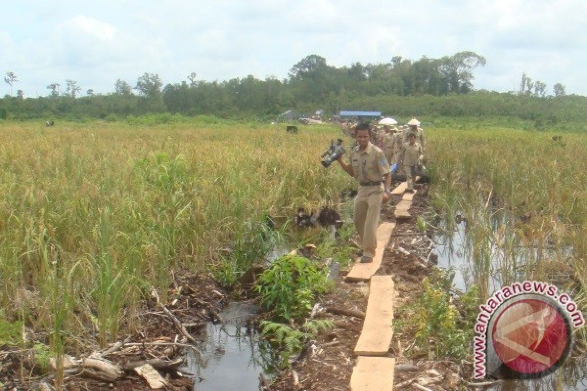 Potensi Lahan Persawahan di Lamandau Masih Bisa Dikembangkan