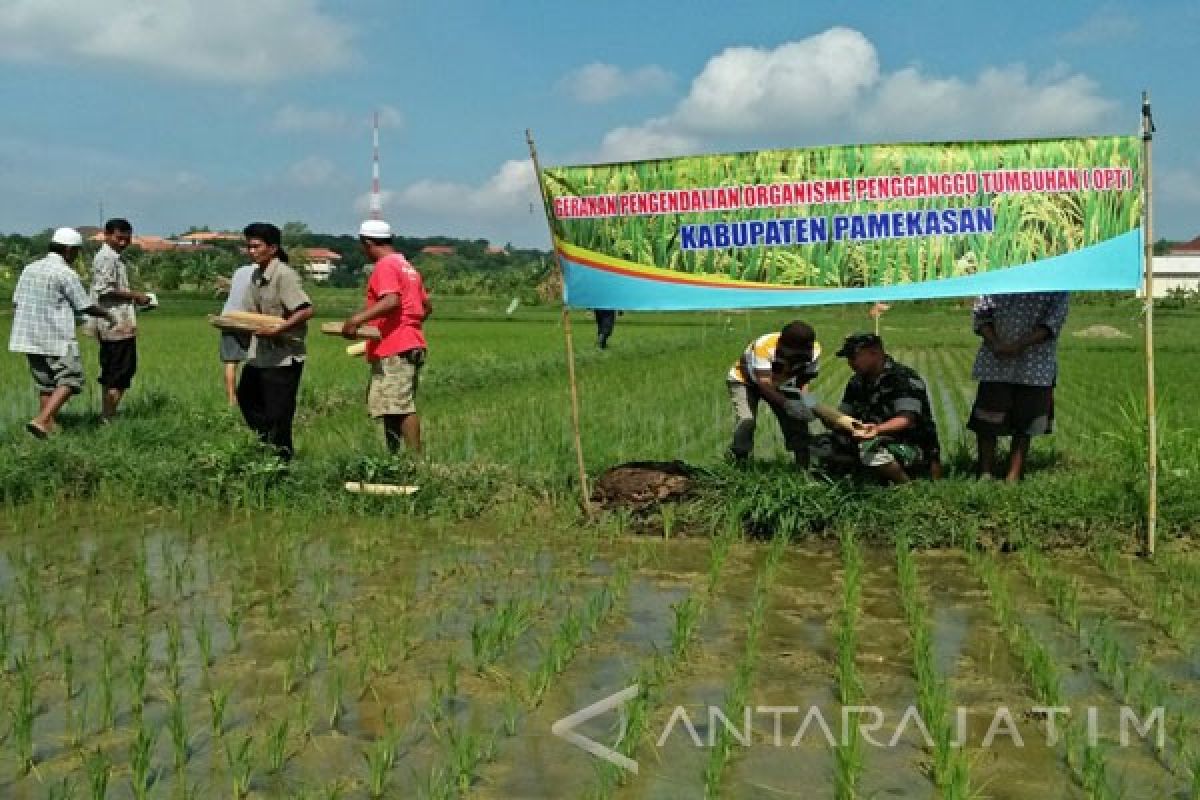 Tanaman Padi di Bangkalan Terserang Hama Walang