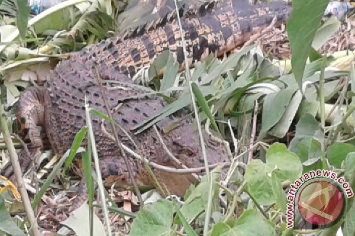 Masyarakat Tatura Selatan Usulkan Jadi Kawasan Wisata Buaya 