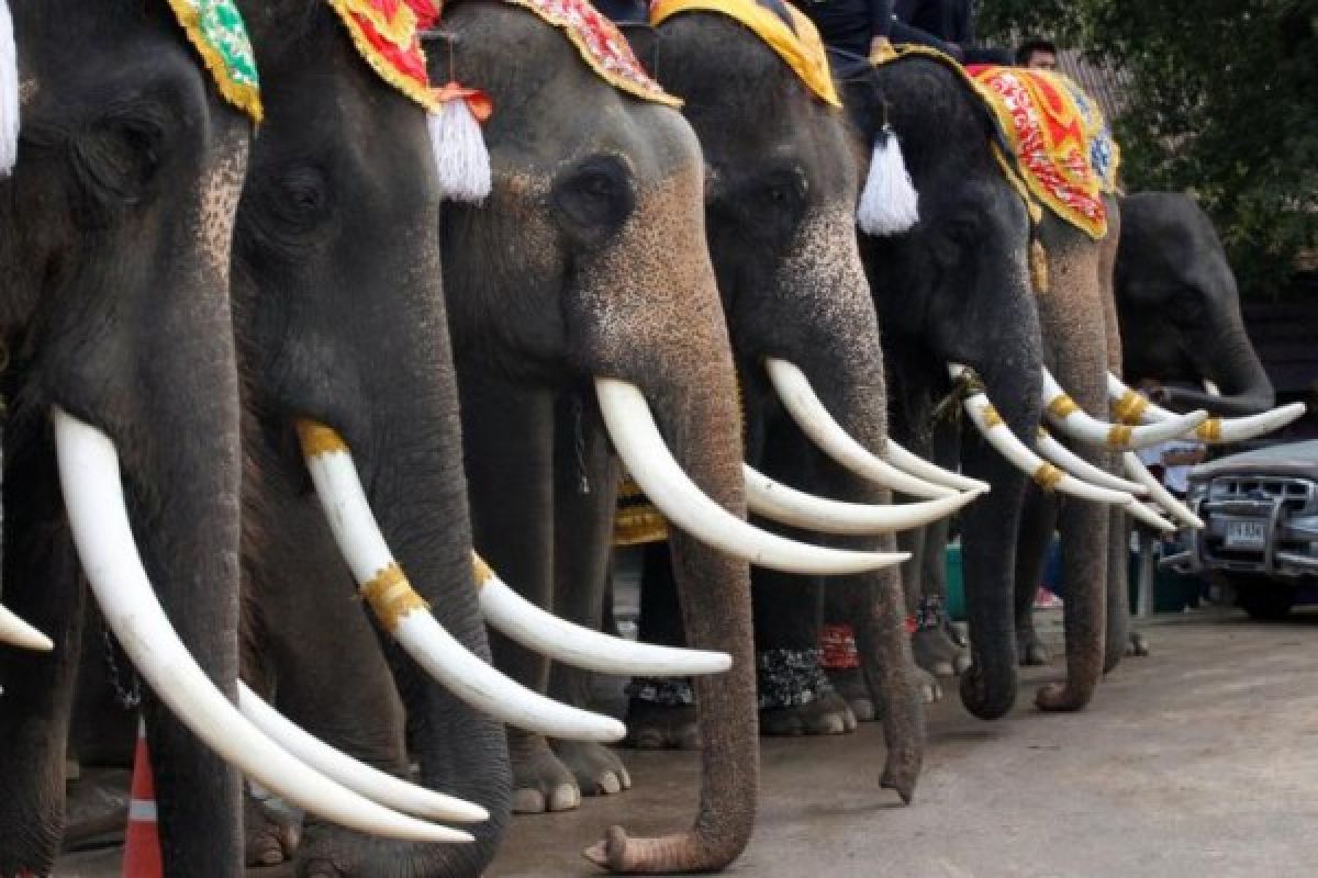 Thailand gelar prasmanan khusus untuk gajah 