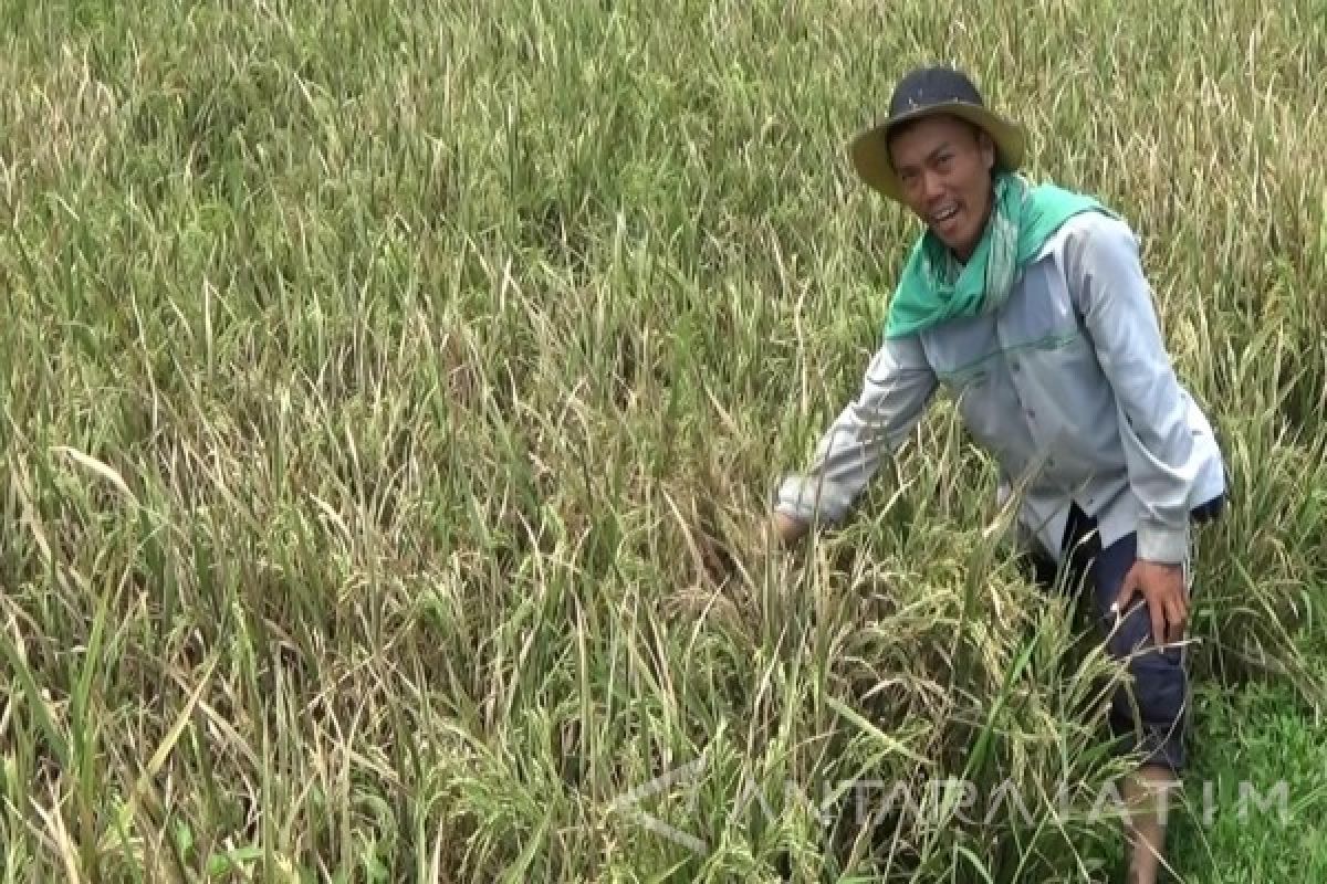 Petani Padi Situbondo Resah Serangan Hama Wereng