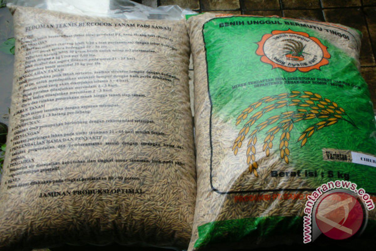 Padang Pariaman Encourages Farmers To Use Superior Rice Seeds