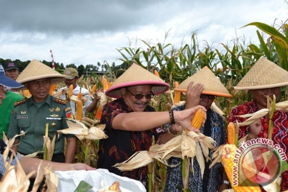 PERKUAT PANGAN, BITUNG PANEN JAGUNG