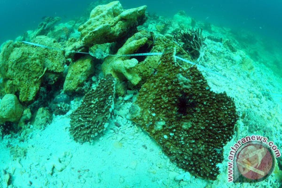 Pemerintah diminta lebih proaktif lestarikan terumbu karang