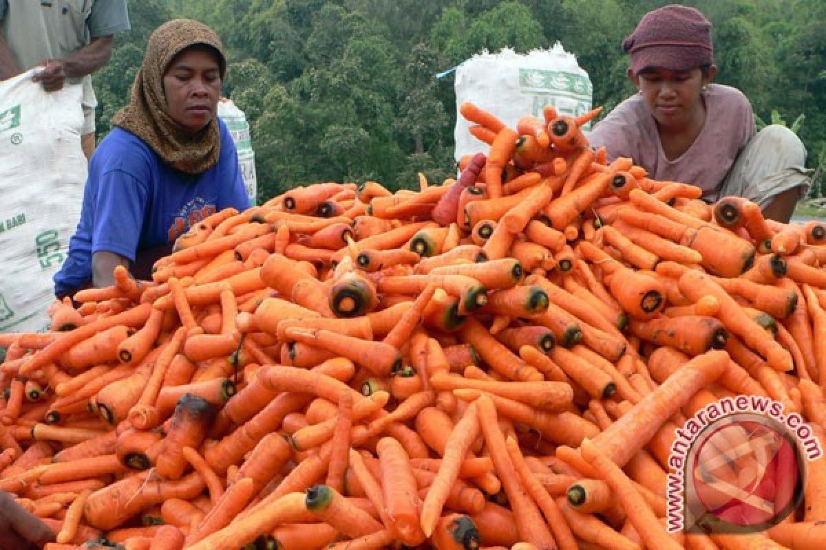 Harga wortel di Ambon capai Rp46.600/kg