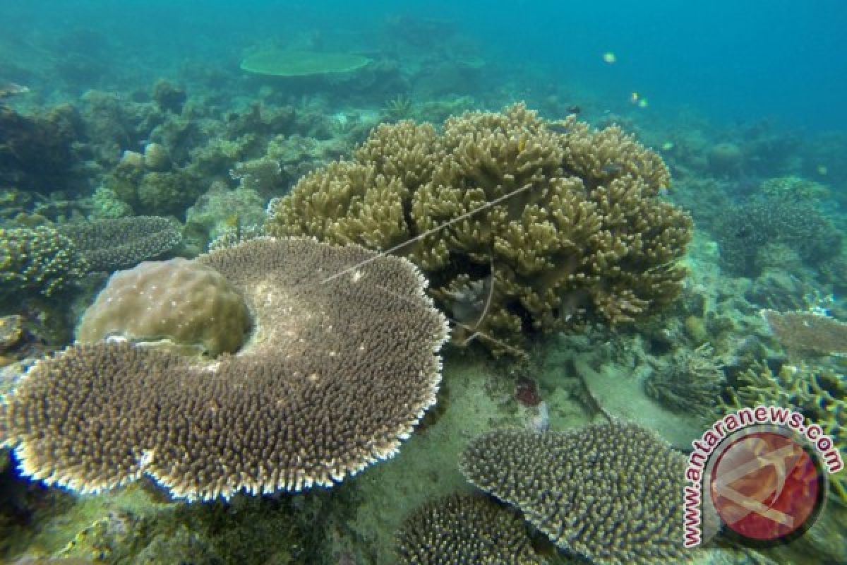 Pemerhati Laporkan Kerusakan Terumbu Karang Labuan Bajo