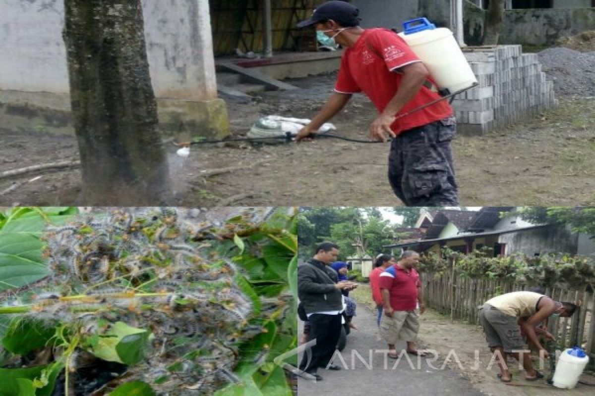 Ulat Bulu Serang Perkampungan di Tulungagung