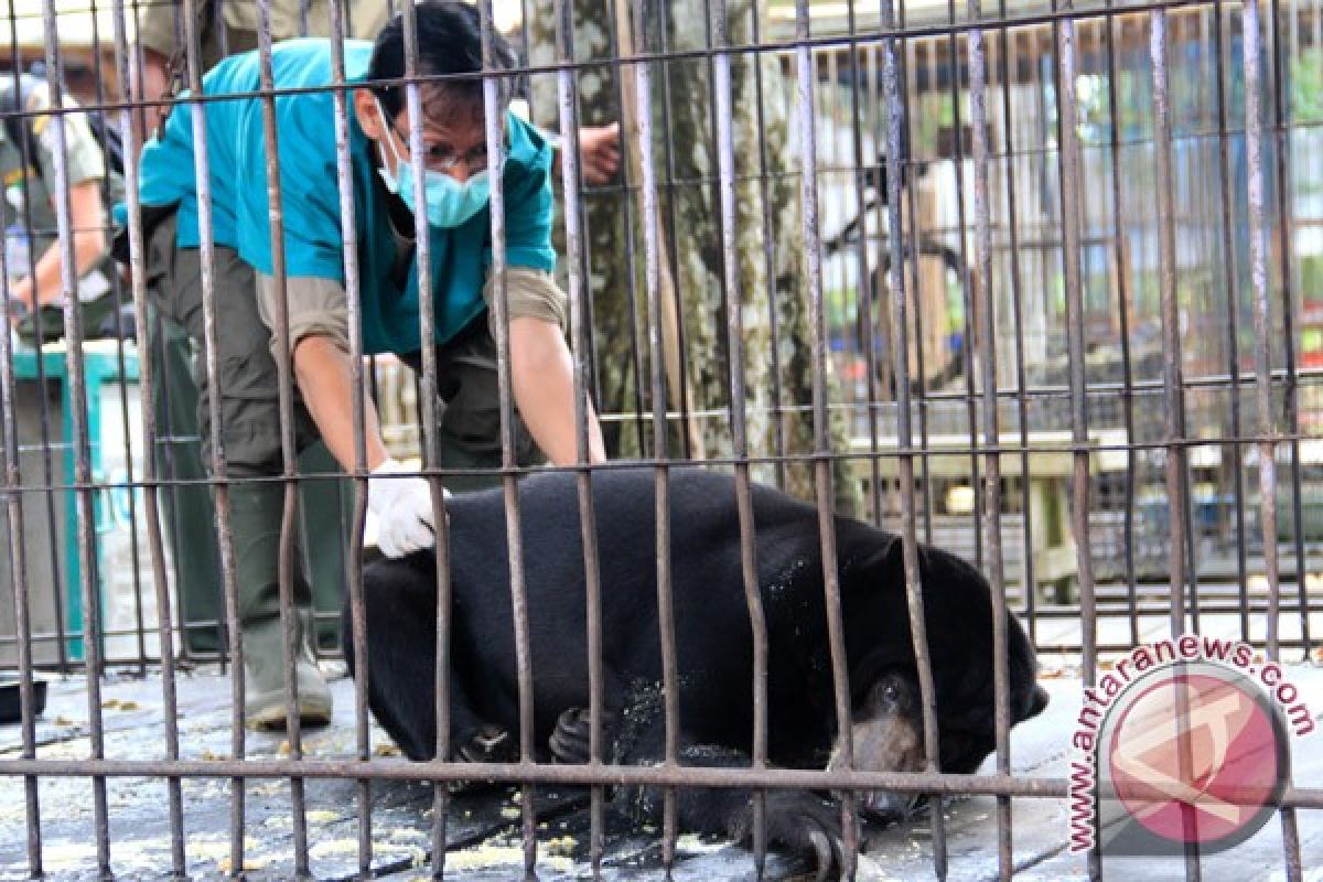 Masuk Kepemukiman Penduduk! Beruang Ancam Keselamatan Warga Desa Garantung