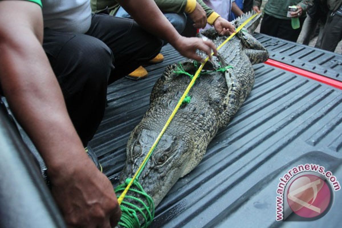 BKSDA Agam pasang jaring antisipasi buaya muara masuk permukiman