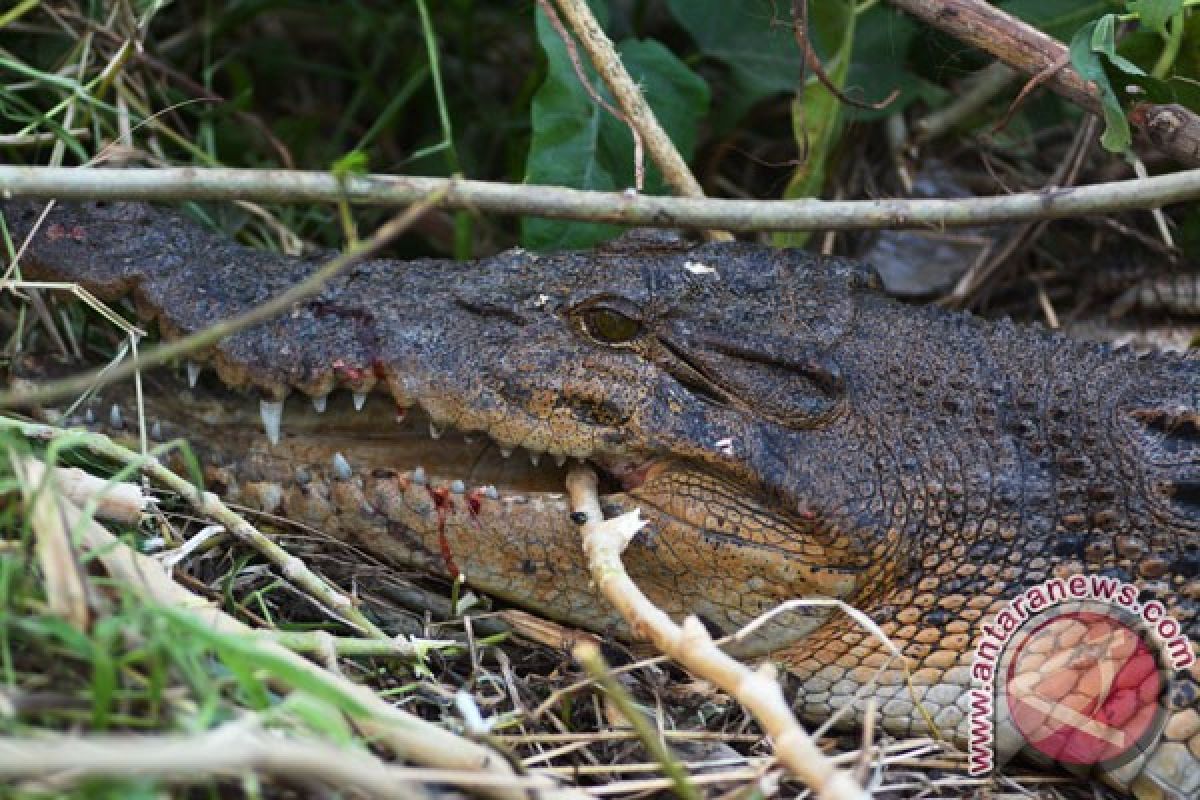 Masyarakat tangkap buaya di halaman rumah