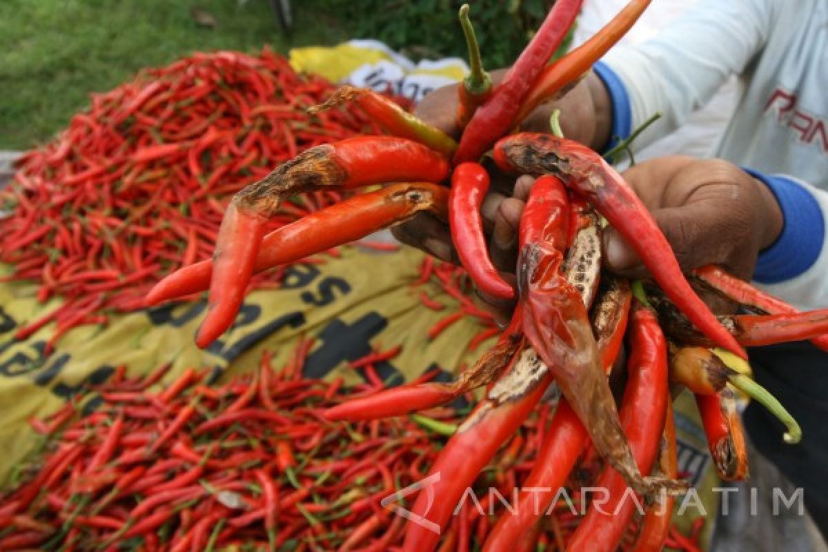  Harga Cabai Turun Jadi Rp65 Ribu Per Kilogram      