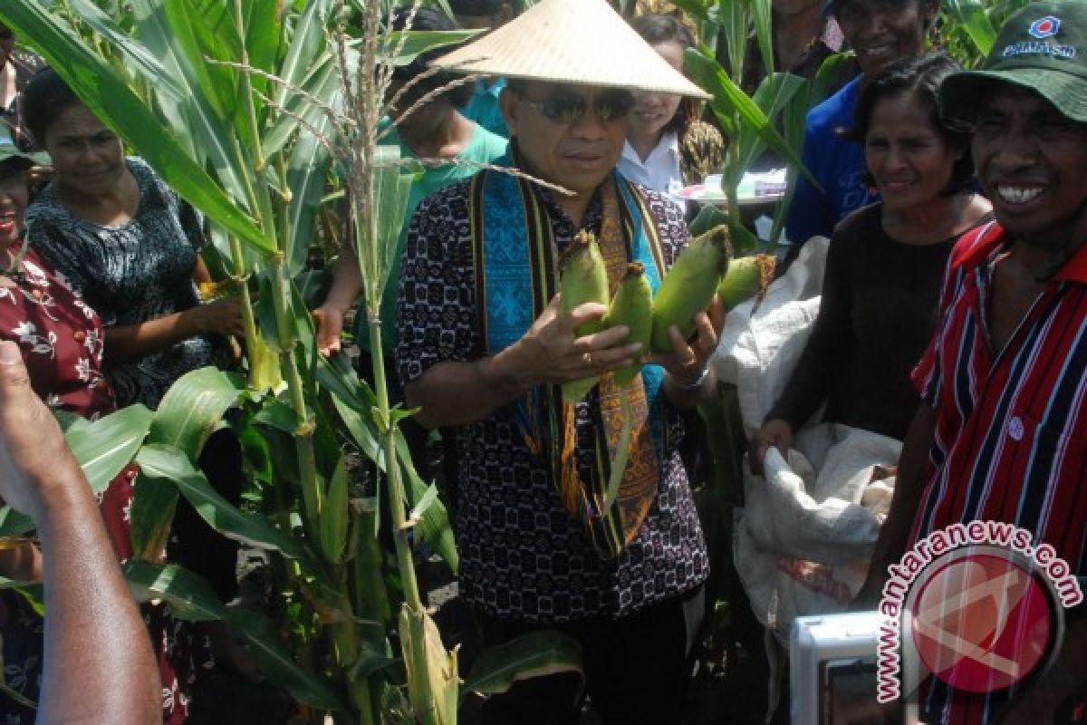 Gubernur Dorong Masyarakat Tanam Jagung