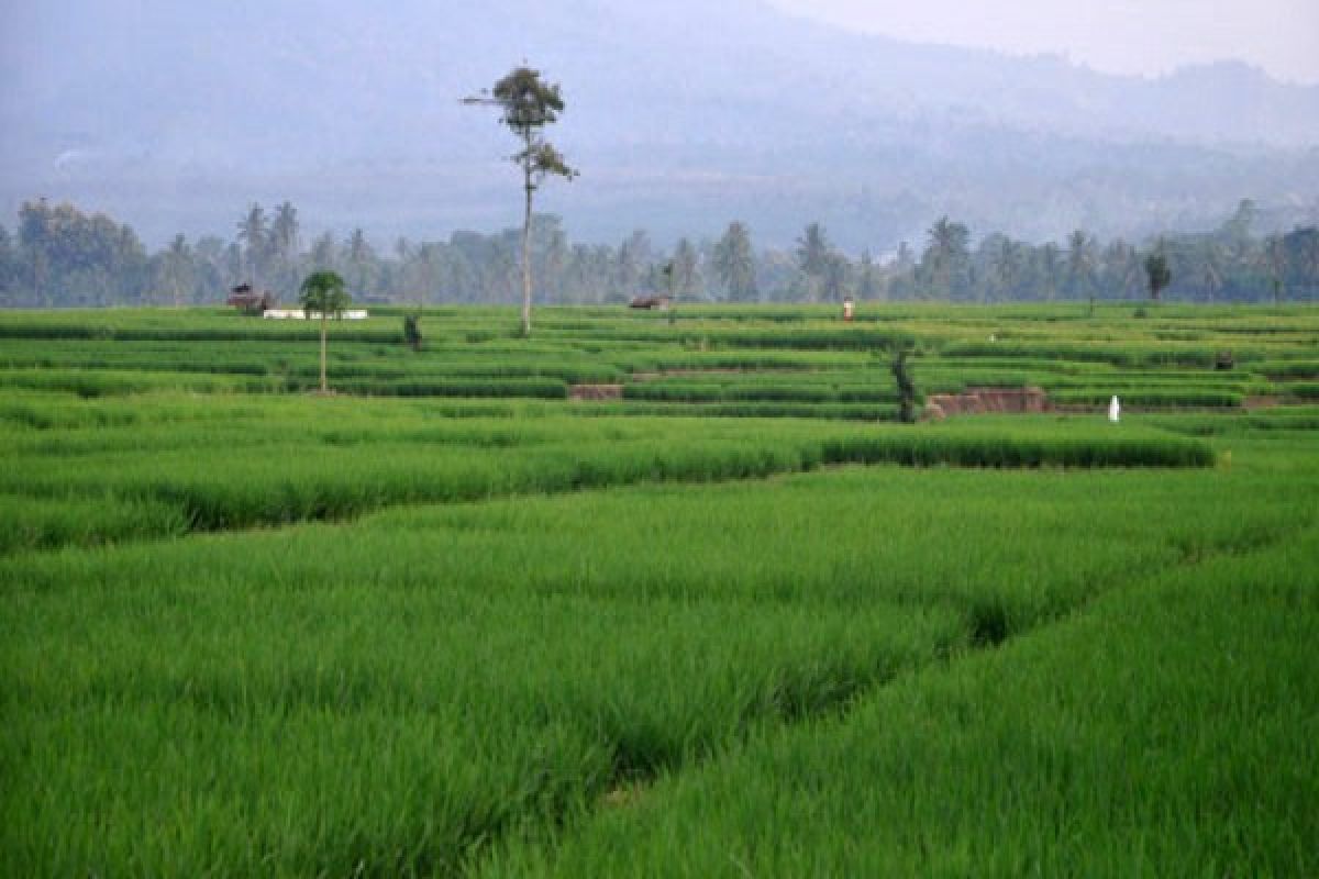 Luas Areal Sawah Lampung Bertambah  