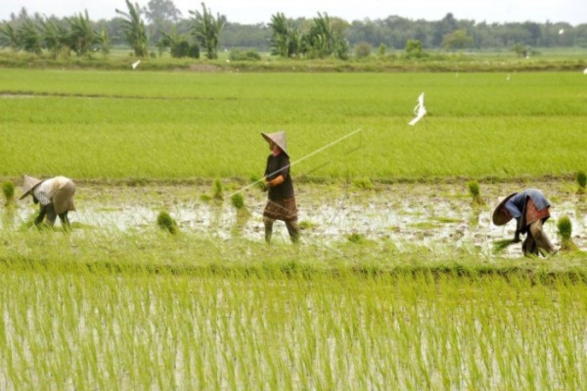 NTP Banten Februari Turun 1,06 Persen