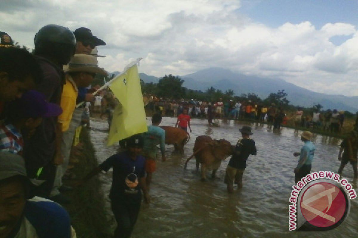 Bupati Minta Keunikan Pacu Jawi Tetap Dilestarikan