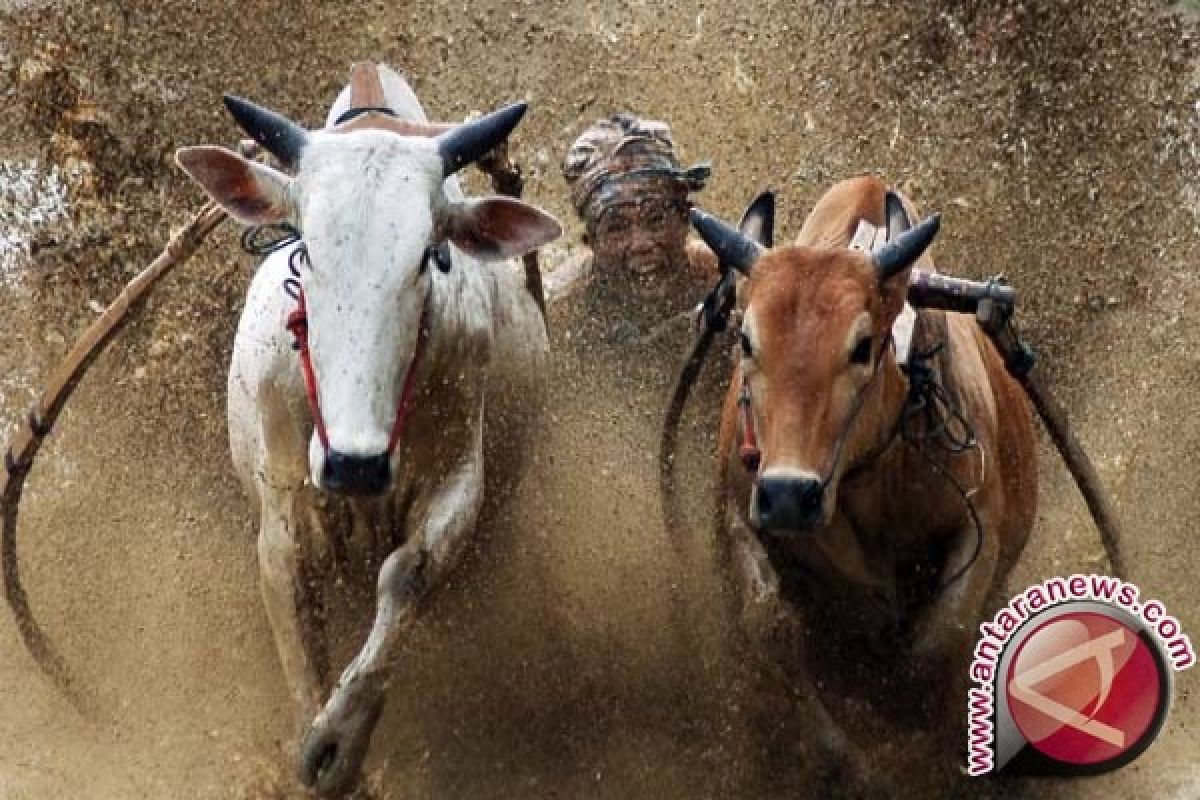 Bupati Tanah Datar Minta Keunikan Pacu Jawi Tetap Dilestarikan