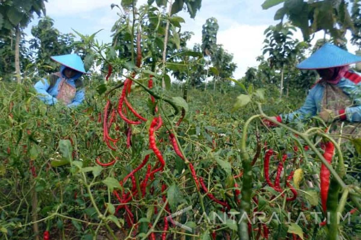 Harga Cabai Rawit di Bojonegoro Turun