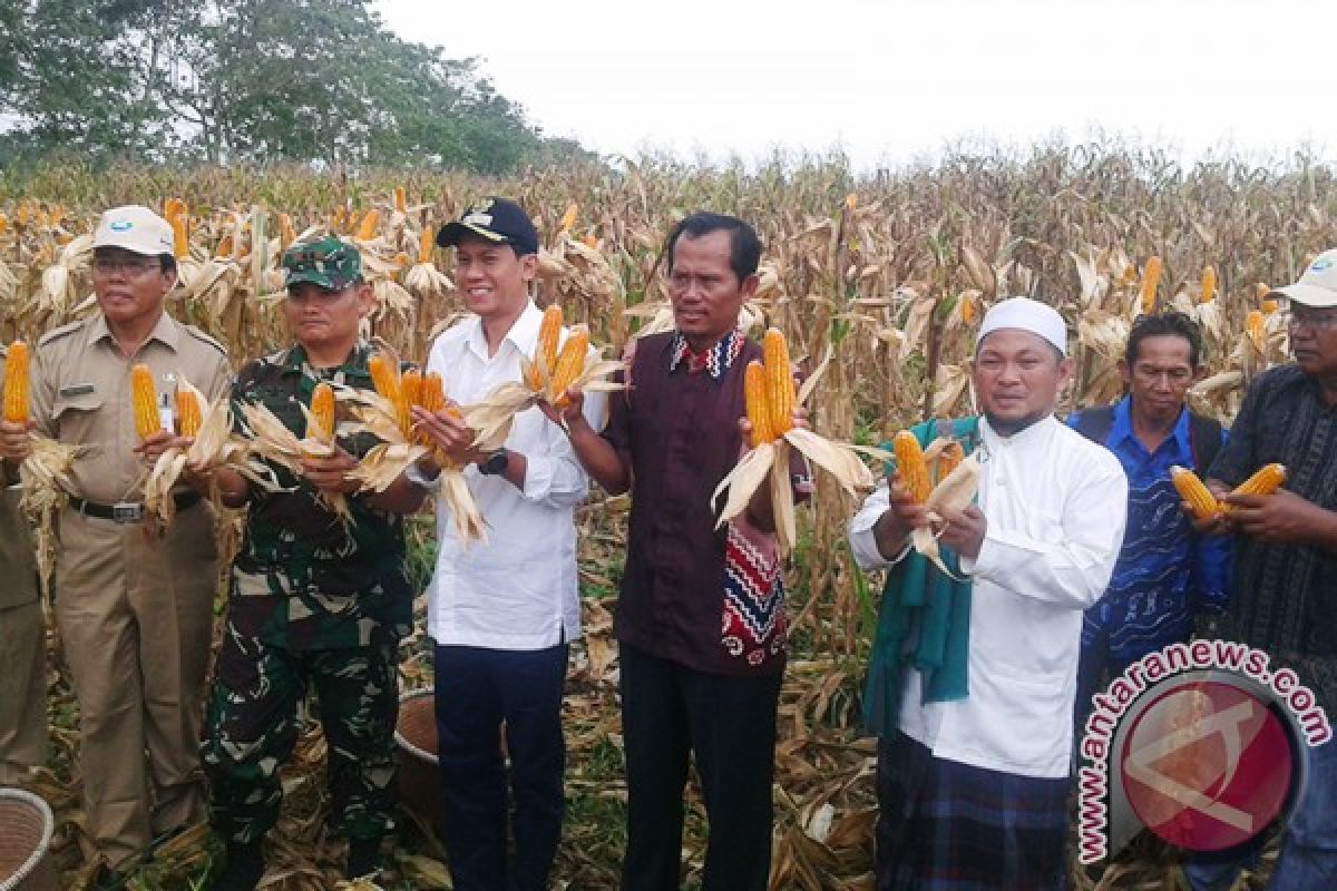 Perputaran Uang Penjualan Jagung Petani RP1,4 Triliun