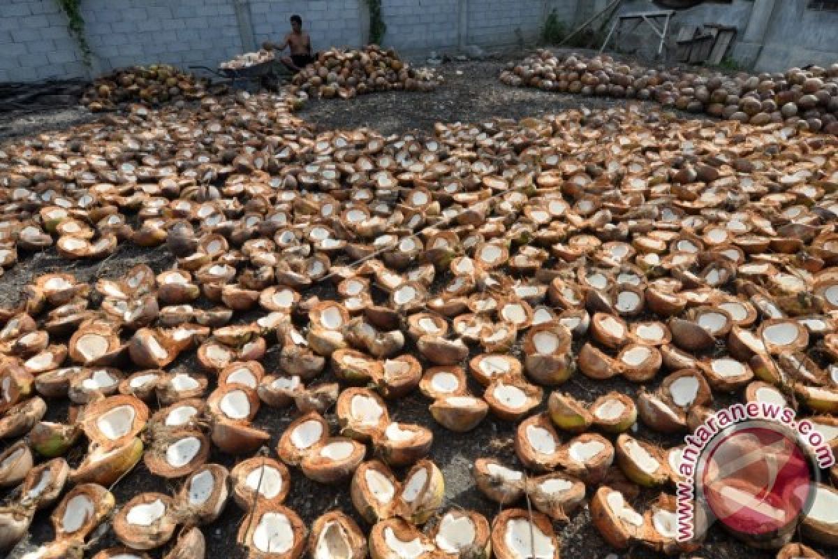 Gubernur Sulteng didesak atur kuota ekspor kelapa biji