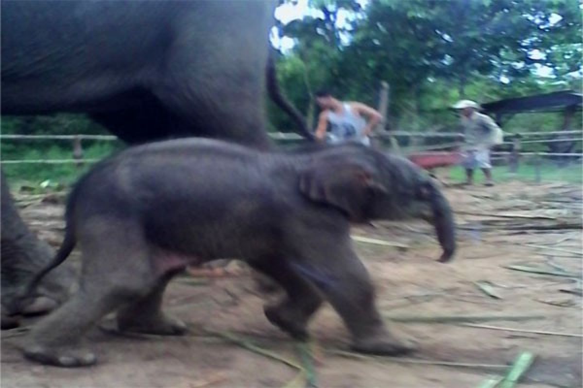 Anak Gajah Betina Lahir di Way Kambas