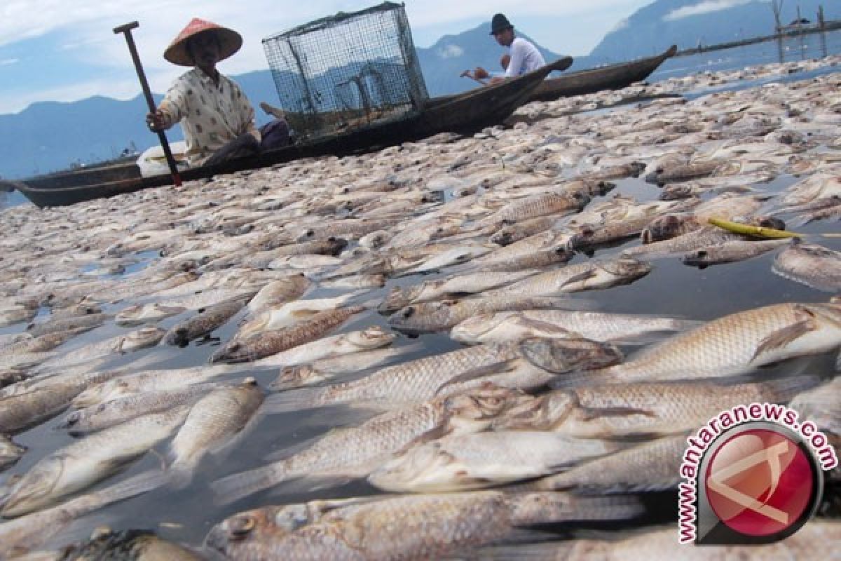 Ratusan ikan mati mengapung di Sei Padang