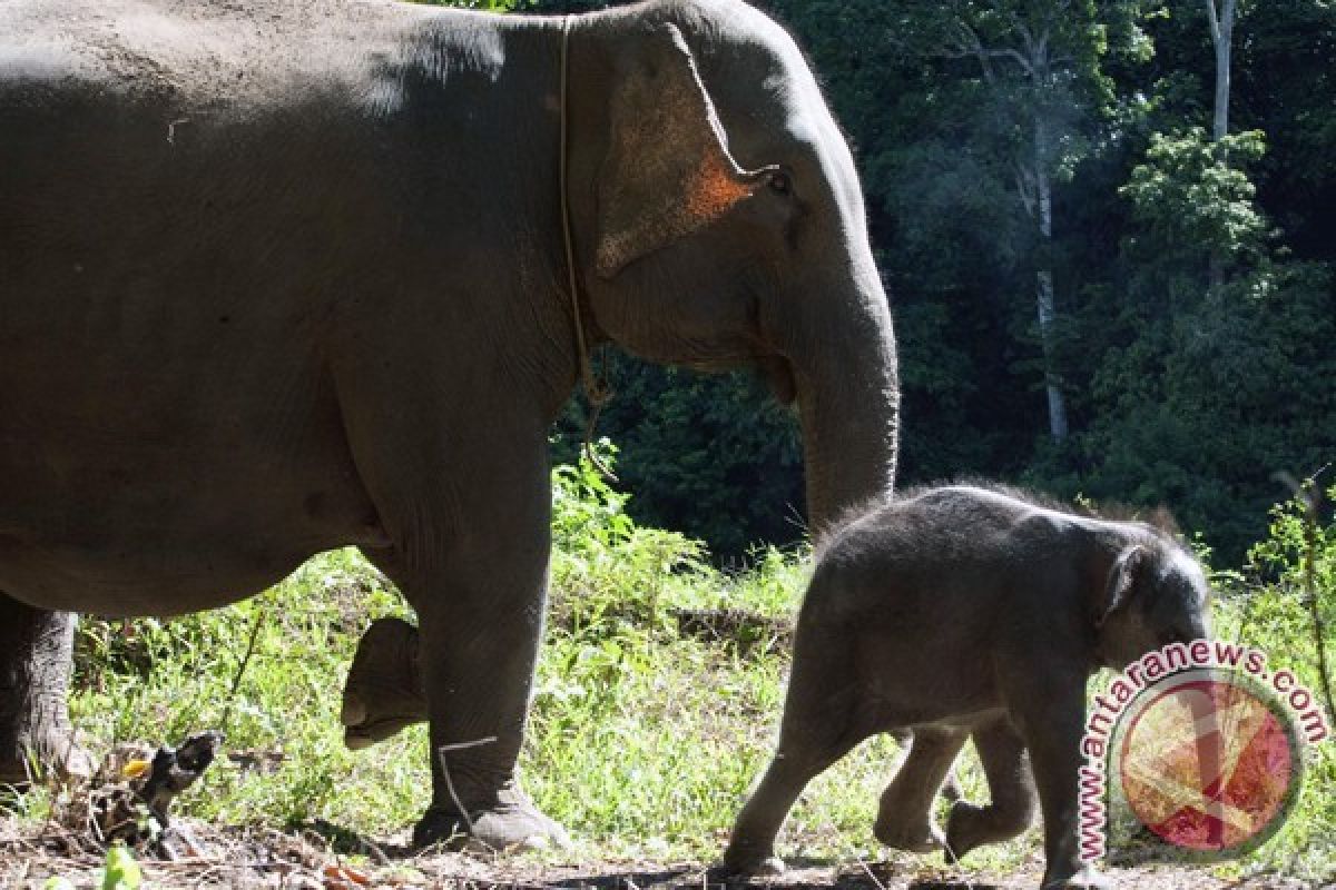 Gajah Sumatera tesso nilo lahirkan bayi jantan