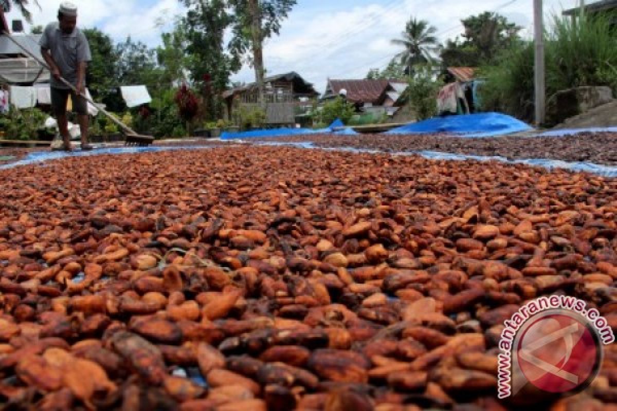 Ekspor Kakao Sulsel Lesu 