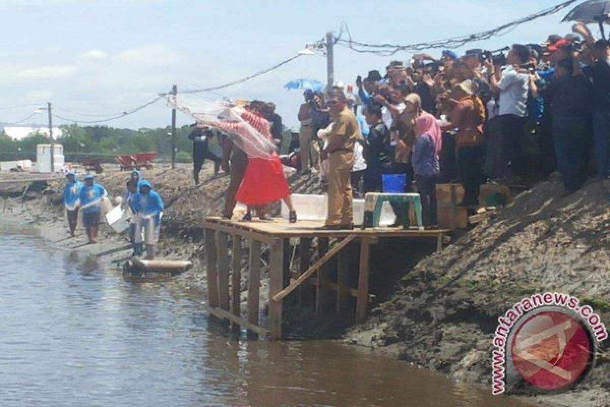 Menteri KP Panen Udang di Kolaka 