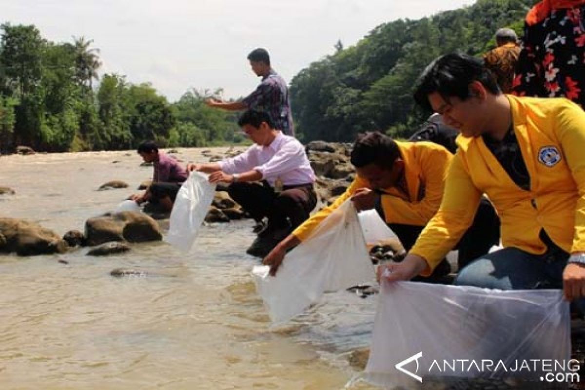 Untidar Tebar 40.000 Bibit Ikan di Kalii Progo