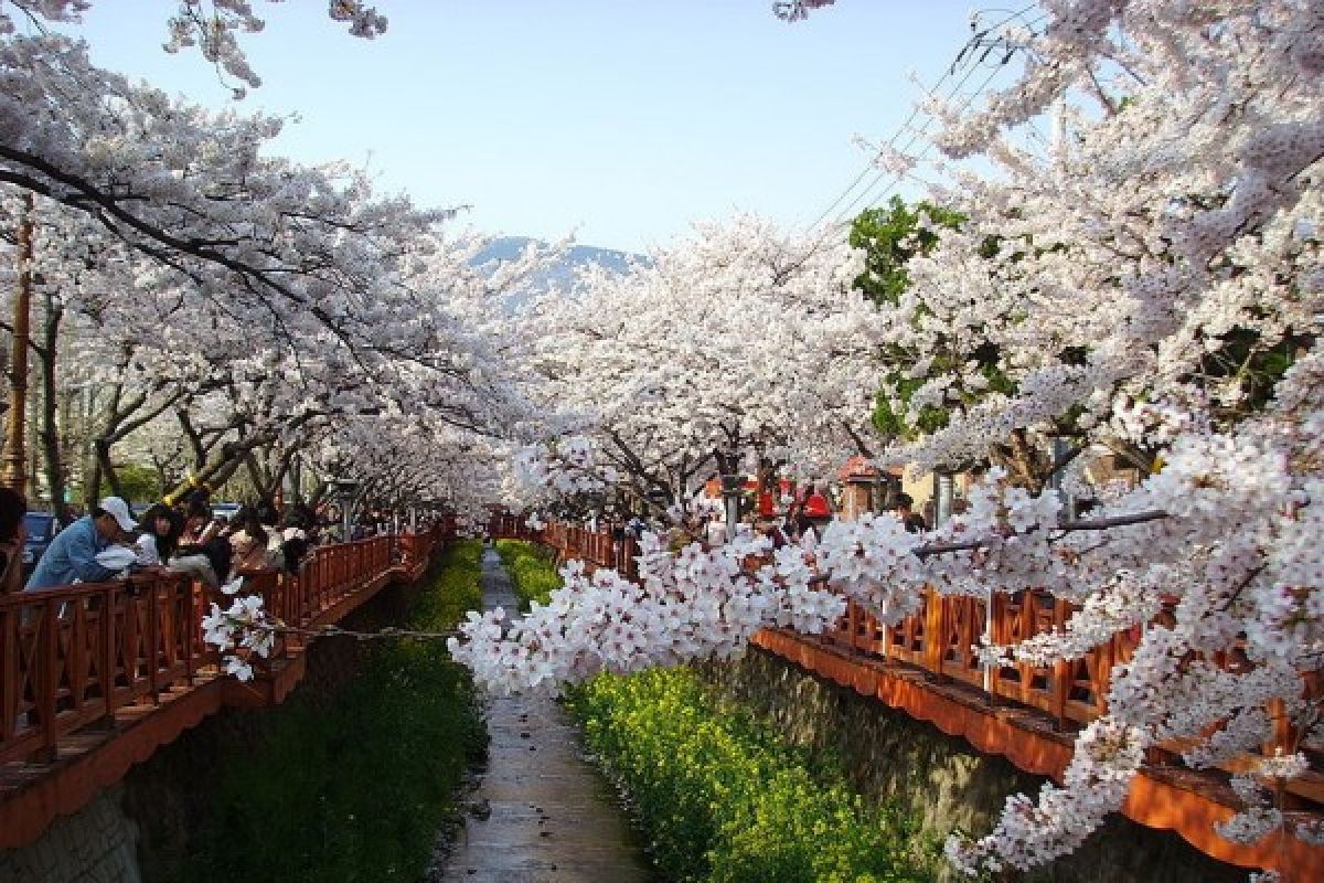  Tempat terindah di Korea saat musim semi 