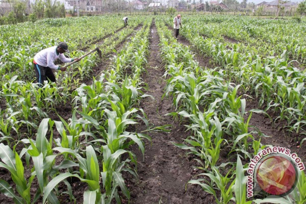 Petani Aceh Jaya kembangkan tanaman jagung