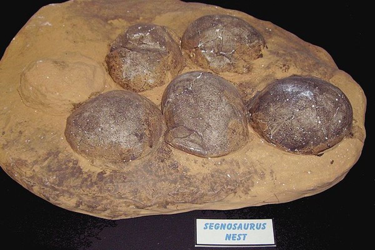 Polisi China tangkap pencuri fosil telur dinosaurus