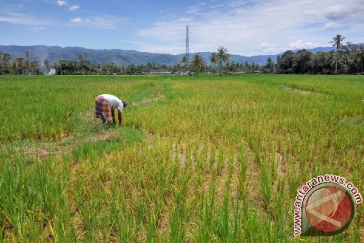 Alih fungsi lahan persawahan Langkat 1.410 hektare