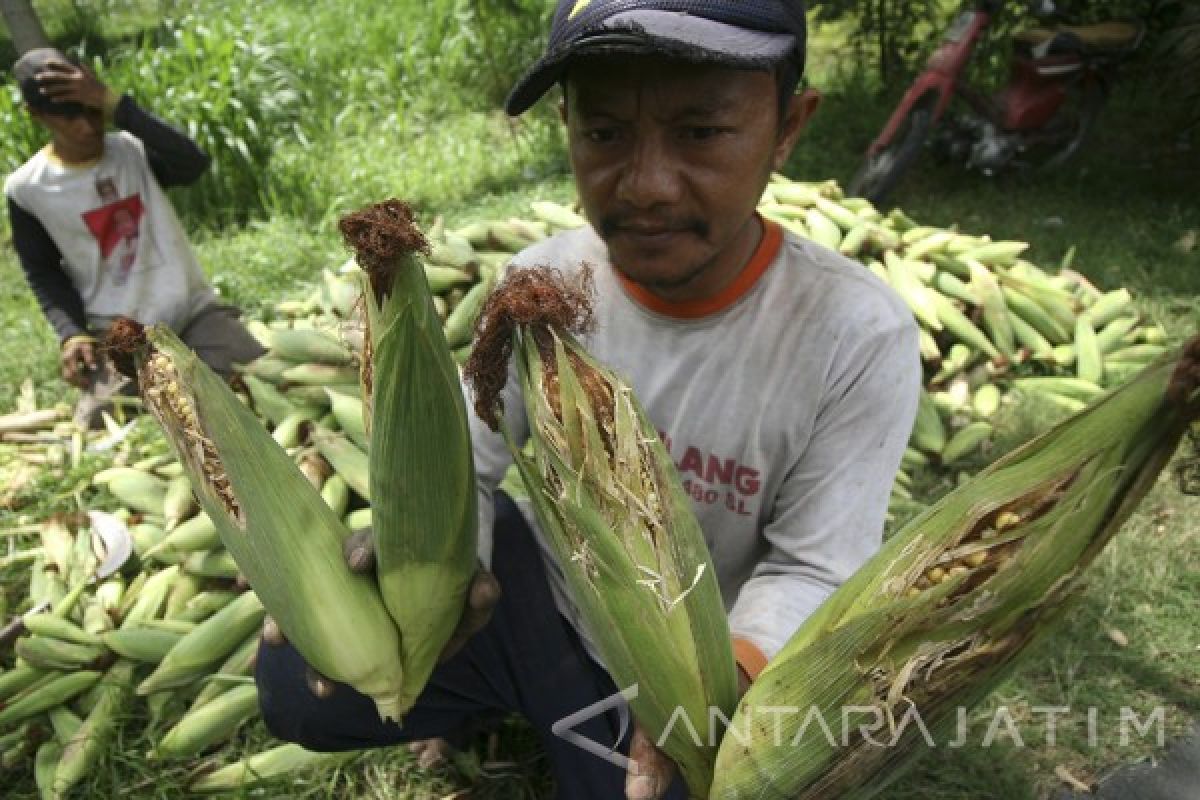 Petani Purworejo menjual  hasil tani melalui jaringan digital