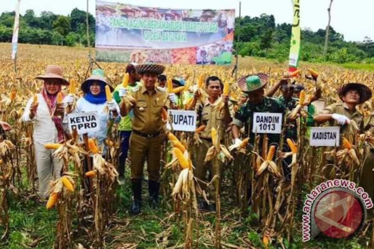 Barito Utara Ditargetkan Tanam Jagung 52 Ribu Hektare Hingga 2020