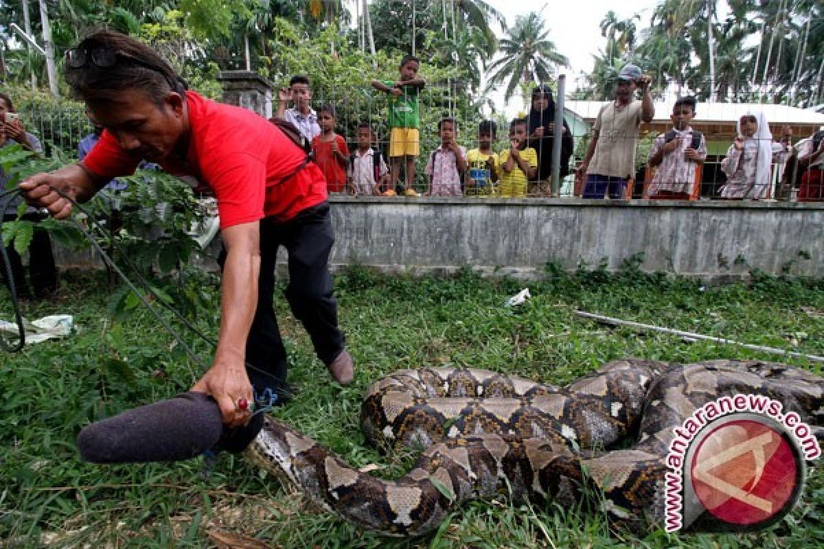 Meraup rupiah dari kotoran ular