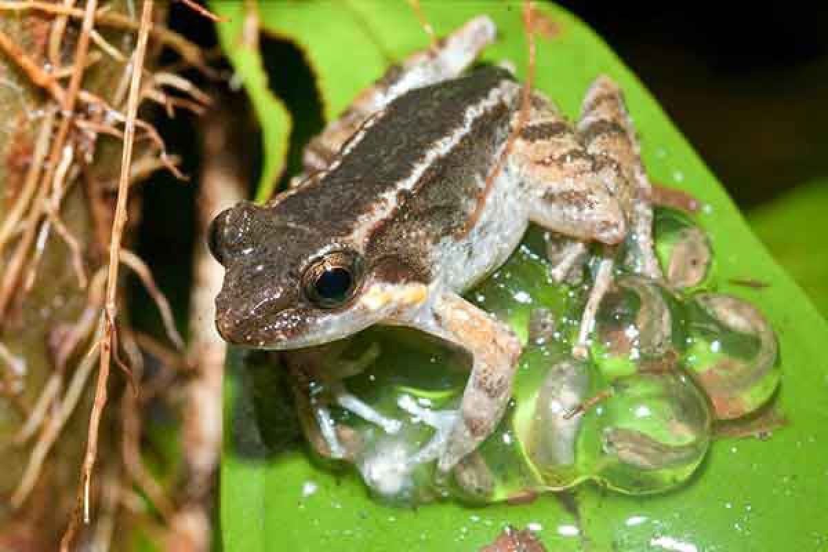 10 Persen Katak Indonesia Terancam Punah