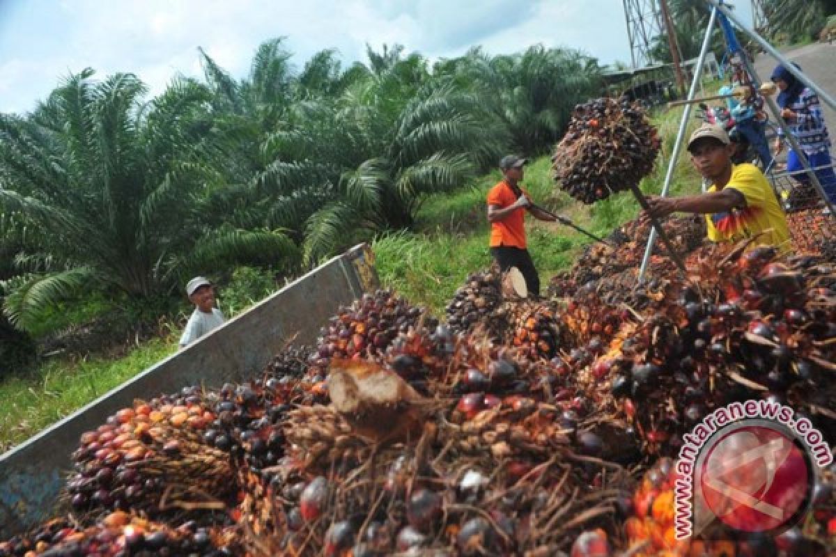 KTNA pertanyakan penyebab harga sawit turun