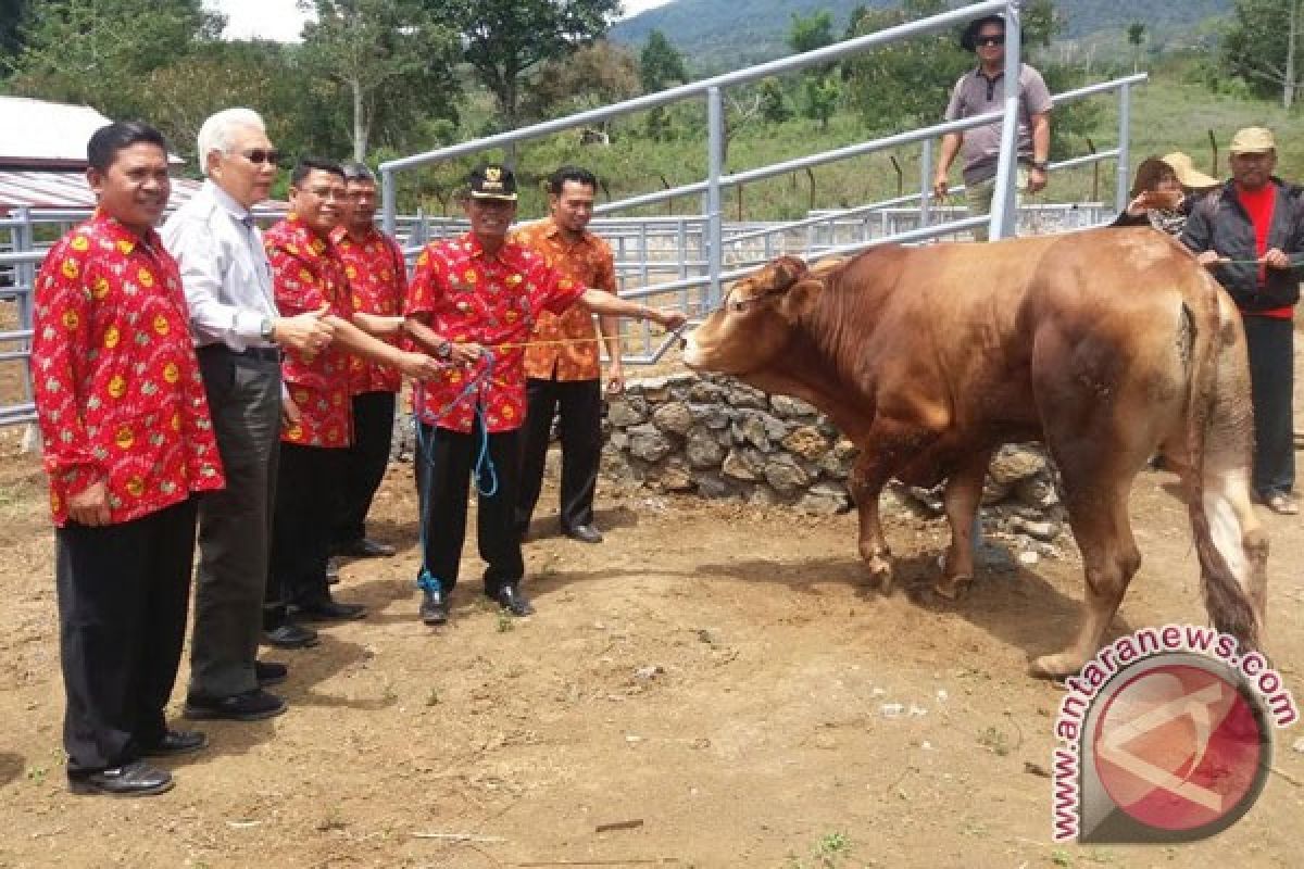 Sapi Dari Malaysia Tiba Di Rejang Lebong