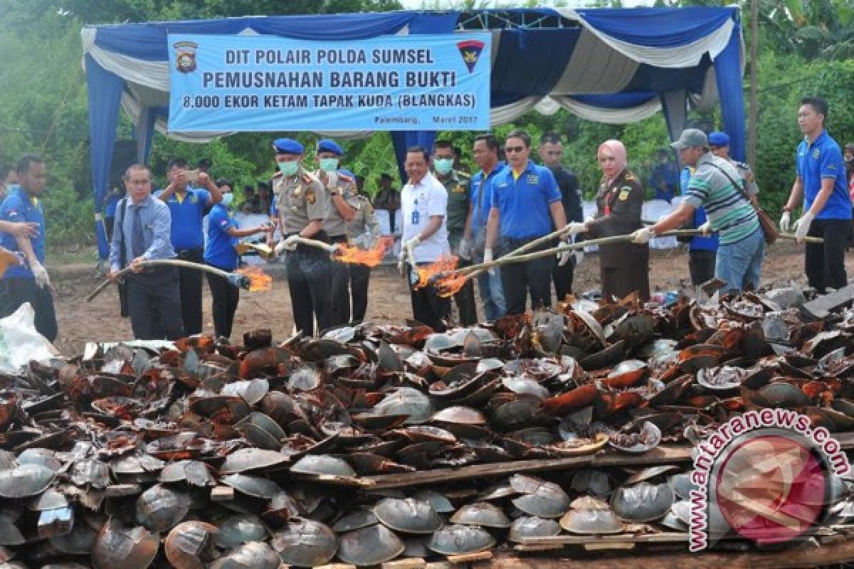 Polair musnahkan barang bukti satwa laut dilindungi