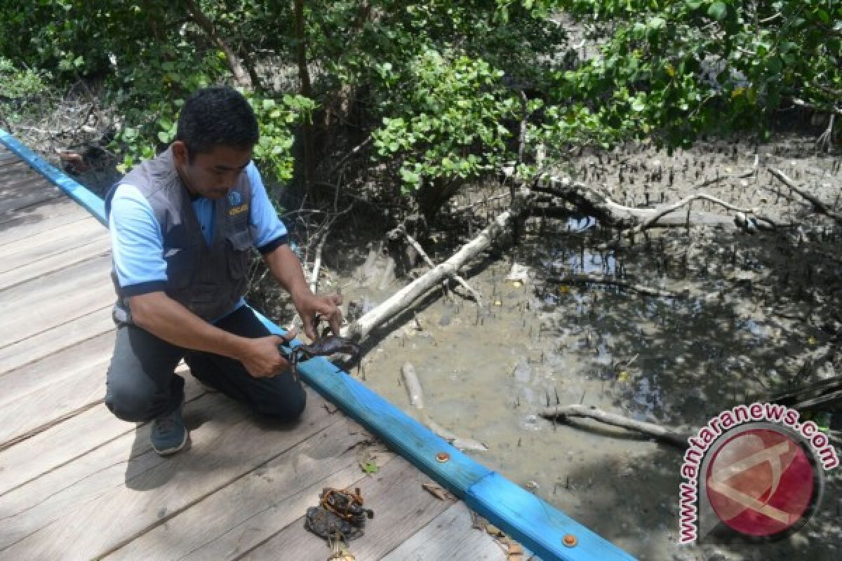 BKIPM Kendari Gagalkan Pengiriman 54 Kepiting Bertelur 